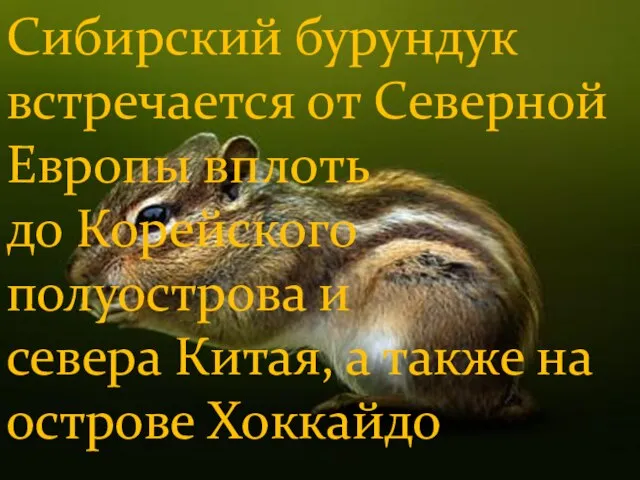 Сибирский бурундук встречается от Северной Европы вплоть до Корейского полуострова и севера