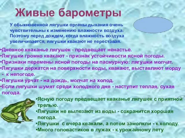 Живые барометры У обыкновенной лягушки органы дыхания очень чувствительны к изменению влажности