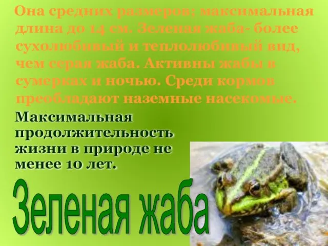 Максимальная продолжительность жизни в природе не менее 10 лет. Она средних размеров;