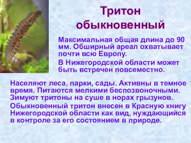 Тритон обыкновенный Населяют леса, парки, сады. Активны в темное время. Питаются мелкими