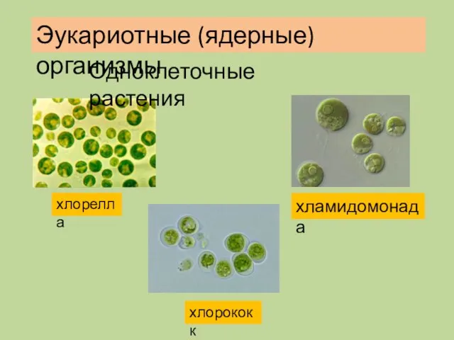 хлорелла хламидомонада хлорококк Одноклеточные растения Эукариотные (ядерные) организмы