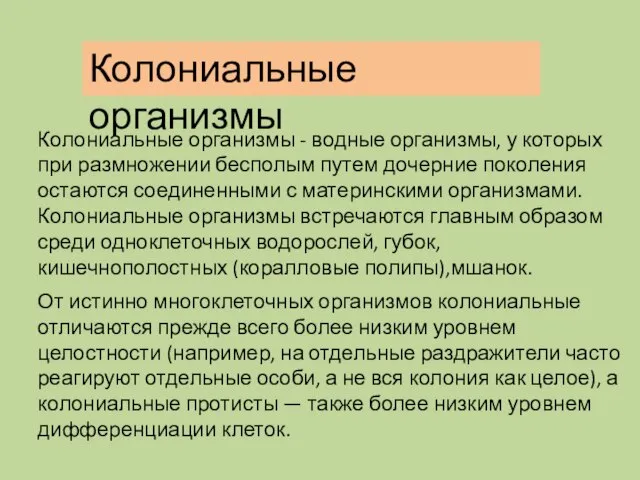 Колониальные организмы От истинно многоклеточных организмов колониальные отличаются прежде всего более низким