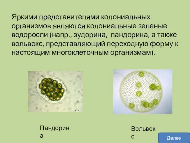 Яркими представителями колониальных организмов являются колониальные зеленые водоросли (напр., эудорина, пандорина, а