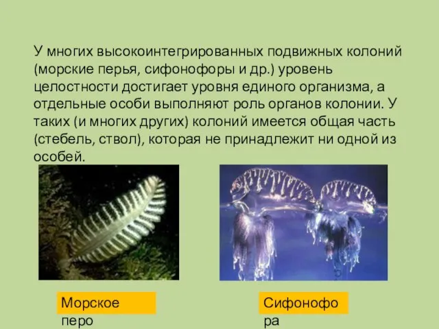 У многих высокоинтегрированных подвижных колоний (морские перья, сифонофоры и др.) уровень целостности