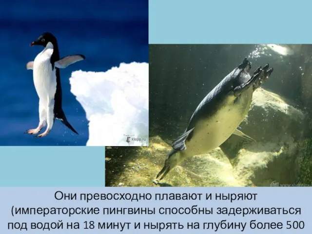 Они превосходно плавают и ныряют (императорские пингвины способны задерживаться под водой на