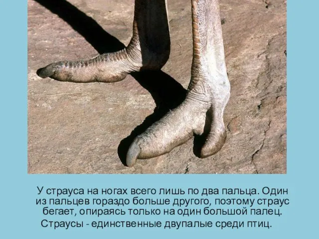 У страуса на ногах всего лишь по два пальца. Один из пальцев