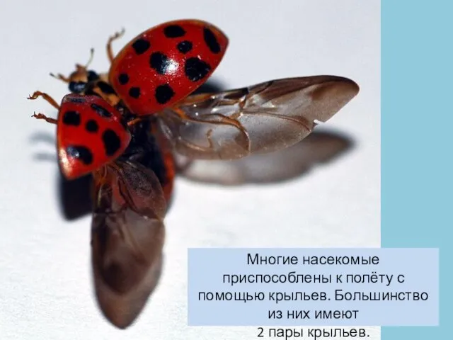 Многие насекомые приспособлены к полёту с помощью крыльев. Большинство из них имеют 2 пары крыльев.