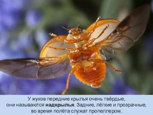 У жуков передние крылья очень твёрдые, они называются надкрылья. Задние, лёгкие и