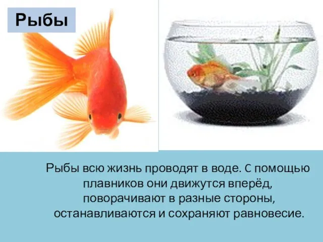 Рыбы всю жизнь проводят в воде. C помощью плавников они движутся вперёд,