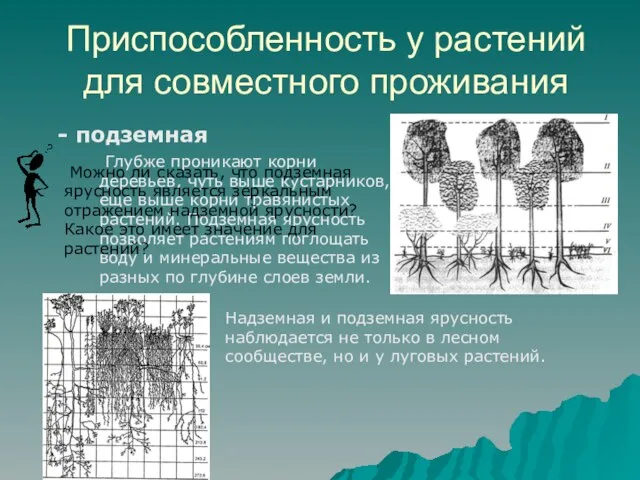 Приспособленность у растений для совместного проживания - подземная Глубже проникают корни деревьев,