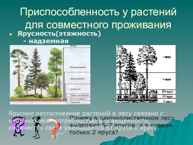 Приспособленность у растений для совместного проживания Ярусность(этажность) - надземная Почему в широколиственном