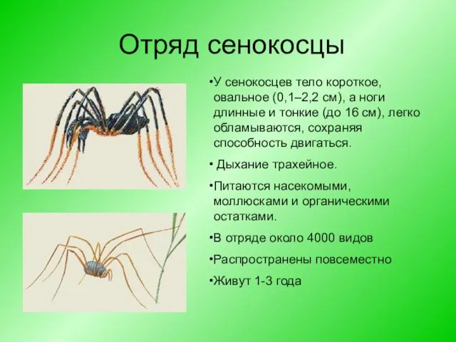 Отряд сенокосцы У сенокосцев тело короткое, овальное (0,1–2,2 см), а ноги длинные