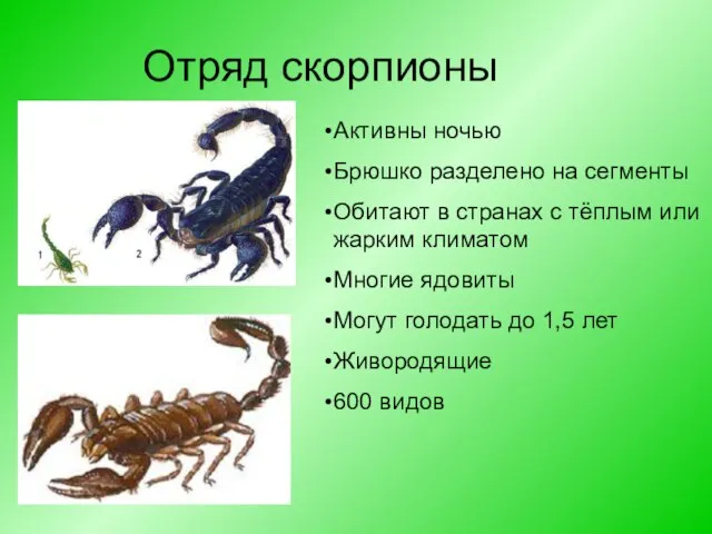 Отряд скорпионы Активны ночью Брюшко разделено на сегменты Обитают в странах с