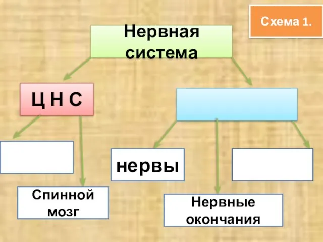 Нервная система Ц Н С Спинной мозг нервы Нервные окончания Схема 1.