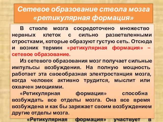 Сетевое образование ствола мозга «ретикулярная формация» В стволе мозга сосредоточено множество нервных