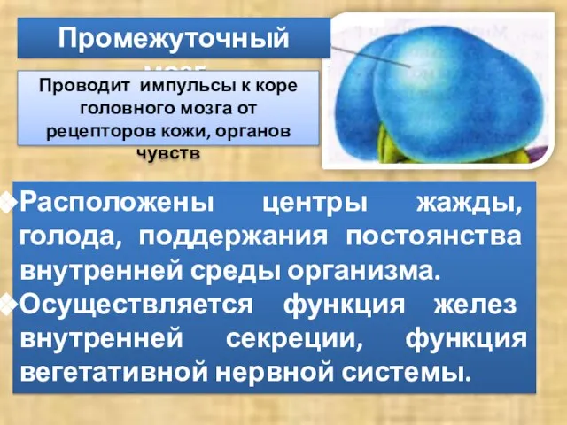 Промежуточный мозг Проводит импульсы к коре головного мозга от рецепторов кожи, органов