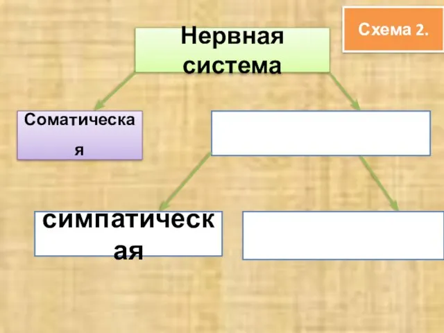 Схема 2. Нервная система Соматическая симпатическая