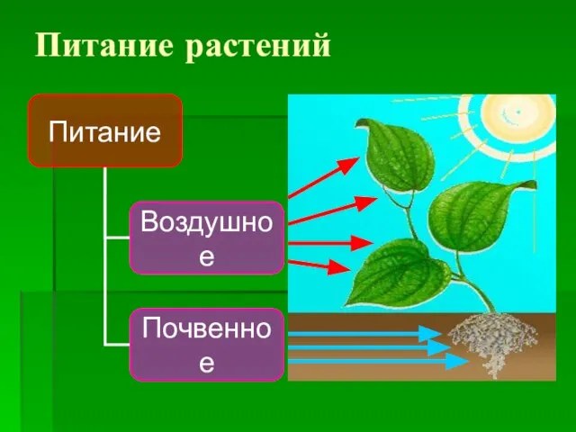 Питание растений