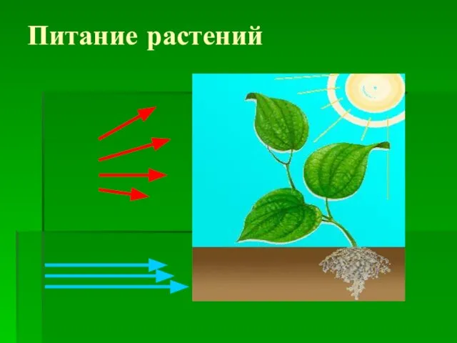 Питание растений