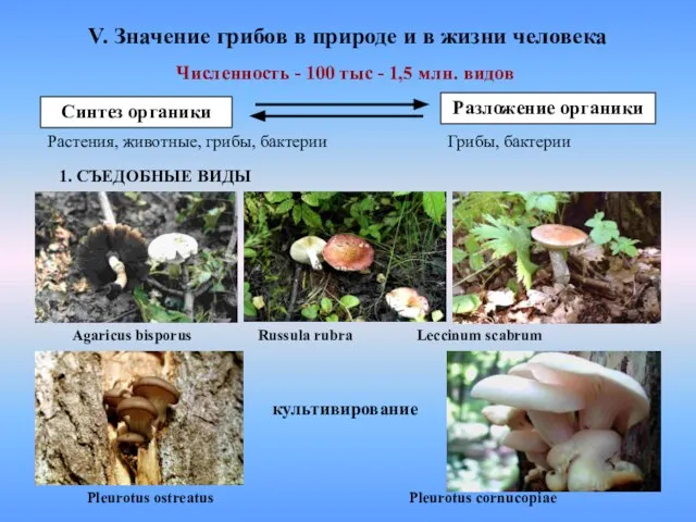 V. Значение грибов в природе и в жизни человека Численность - 100