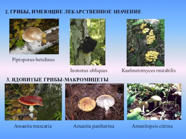 2. ГРИБЫ, ИМЕЮЩИЕ ЛЕКАРСТВЕННОЕ ЗНАЧЕНИЕ Piptoporus betulinus Inonotus obliquus Kuehneromyces mutabilis 3.