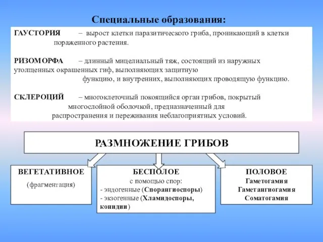 ГАУСТОРИЯ – вырост клетки паразитического гриба, проникающий в клетки пораженного растения. РИЗОМОРФА