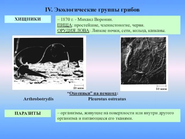 IV. Экологические группы грибов