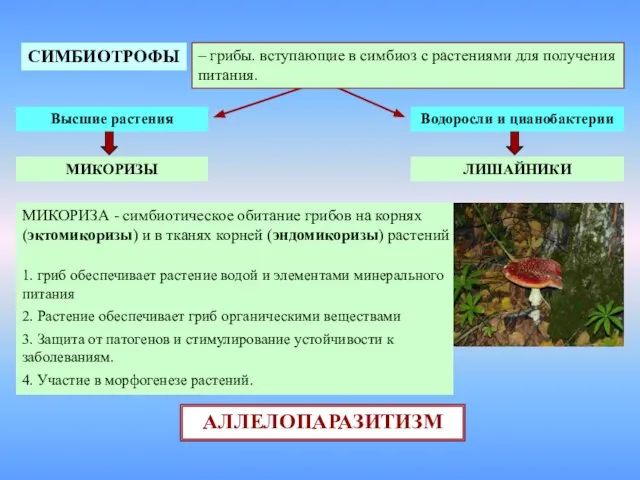 СИМБИОТРОФЫ – грибы. вступающие в симбиоз с растениями для получения питания. Высшие