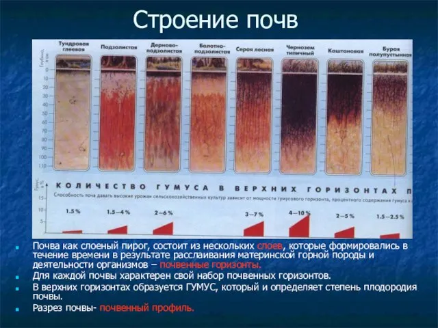 Строение почв Почва как слоеный пирог, состоит из нескольких слоев, которые формировались