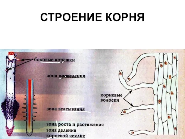 СТРОЕНИЕ КОРНЯ