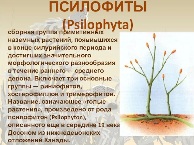 ПСИЛОФИТЫ (Psilophyta) сборная группа примитивных наземных растений, появившихся в конце силурийского периода