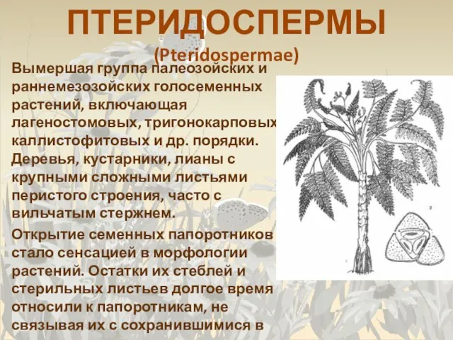 ПТЕРИДОСПЕРМЫ (Pteridospermae) Вымершая группа палеозойских и раннемезозойских голосеменных растений, включающая лагеностомовых, тригонокарповых,