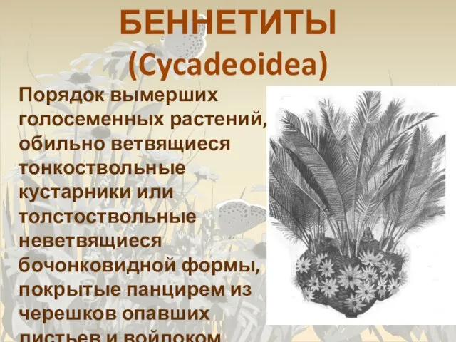 БЕННЕТИТЫ (Cycadeoidea) Порядок вымерших голосеменных растений, обильно ветвящиеся тонкоствольные кустарники или толстоствольные