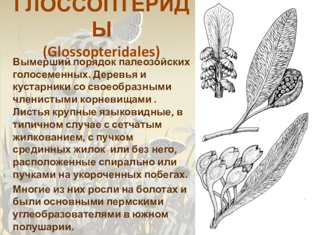 ГЛОССОПТЕРИДЫ (Glossopteridales) Вымерший порядок палеозойских голосеменных. Деревья и кустарники со своеобразными членистыми