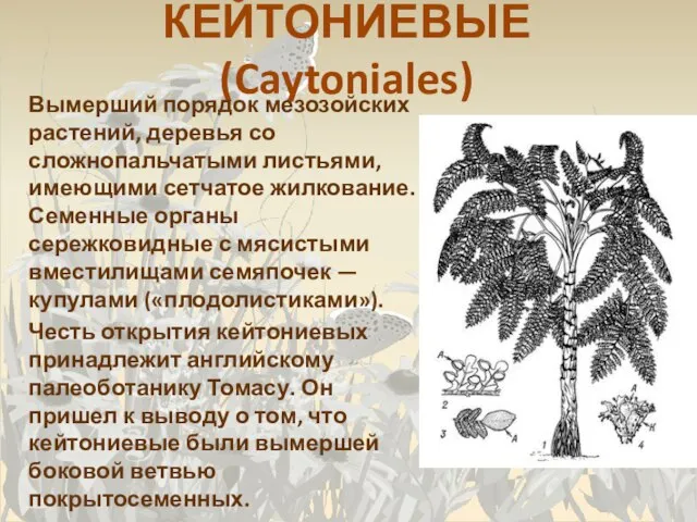 КЕЙТОНИЕВЫЕ (Caytoniales) Вымерший порядок мезозойских растений, деревья со сложнопальчатыми листьями, имеющими сетчатое