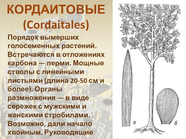 КОРДАИТОВЫЕ (Cordaitales) Порядок вымерших голосеменных растений. Встречаются в отложениях карбона — перми.