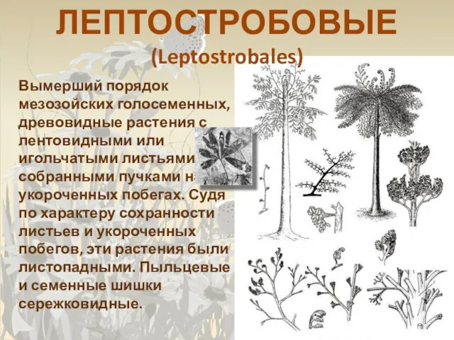ЛЕПТОСТРОБОВЫЕ (Leptostrobales) Вымерший порядок мезозойских голосеменных, древовидные растения с лентовидными или игольчатыми