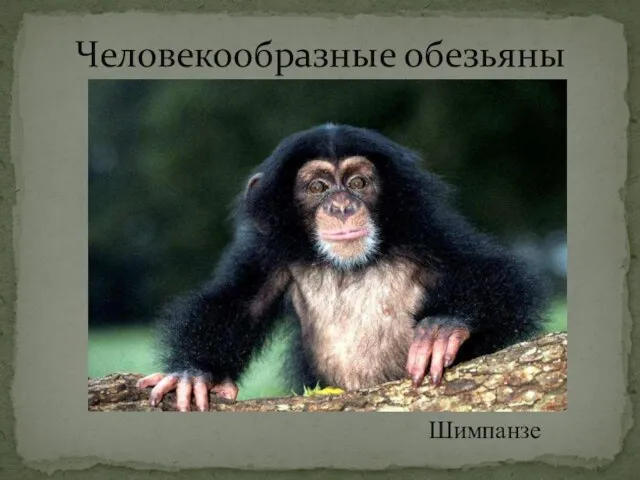 Человекообразные обезьяны Шимпанзе