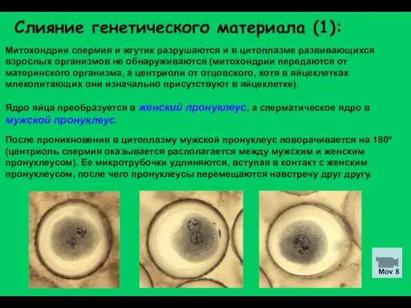 Слияние генетического материала (1): Митохондрии спермия и жгутик разрушаются и в цитоплазме