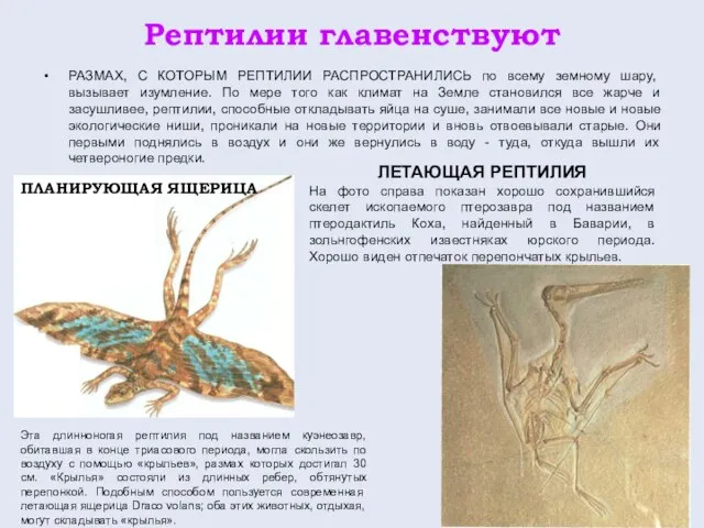 Рептилии главенствуют РАЗМАХ, С КОТОРЫМ РЕПТИЛИИ РАСПРОСТРАНИЛИСЬ по всему земному шару, вызывает