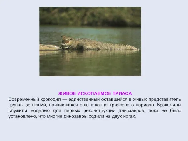 ЖИВОЕ ИСКОПАЕМОЕ ТРИАСА Современный крокодил — единственный оставшийся в живых представитель группы