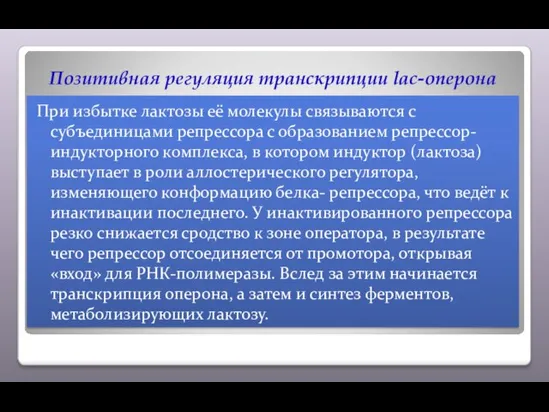 Позитивная регуляция транскрипции lac-оперона При избытке лактозы её молекулы связываются с субъединицами