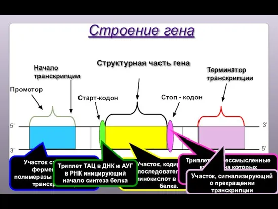 Структурная часть гена Промотор Начало транскрипции Старт-кодон Стоп - кодон 5’ 3’