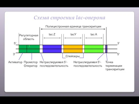 Схема строения lac-оперона Регуляторная область Полицистронная единица транскрипции lac Z lacY lac