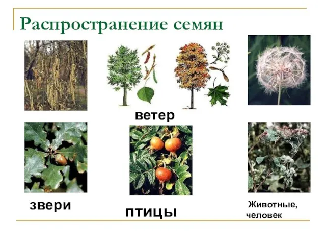 Распространение семян ветер звери птицы Животные, человек