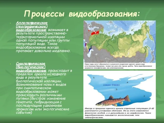 Процессы видообразования: Аллопатрическое (географическое) видообразование возникает в результате пространственно-территориальной изоляции одной популяции