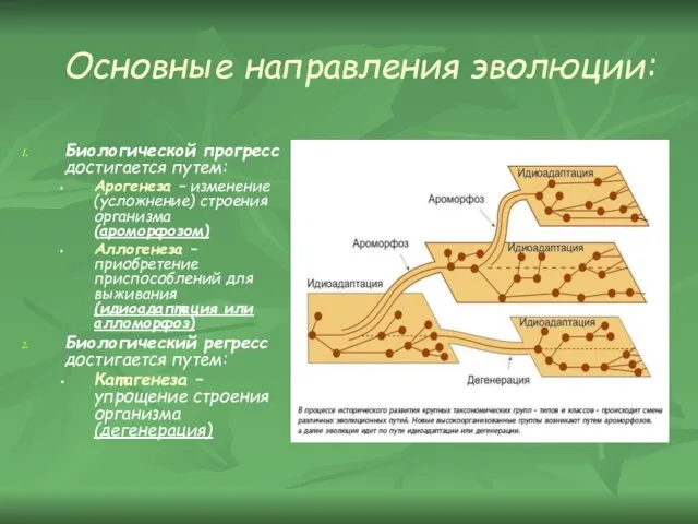 Основные направления эволюции: Биологической прогресс достигается путем: Арогенеза – изменение (усложнение) строения