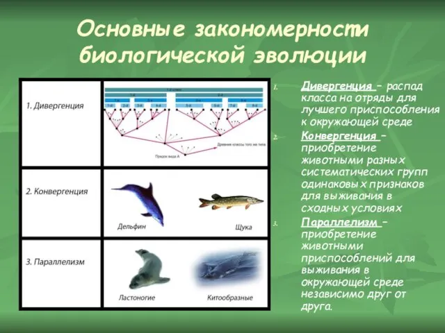 Основные закономерности биологической эволюции Дивергенция – распад класса на отряды для лучшего