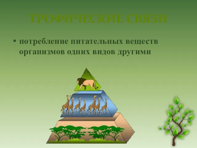 Трофические связи потребление питательных веществ организмов одних видов другими