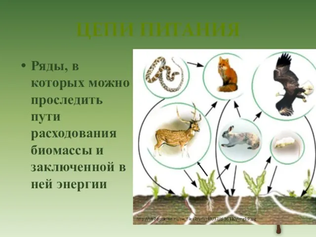 Цепи питания Ряды, в которых можно проследить пути расходования биомассы и заключенной в ней энергии http://lib2.podelise.ru/tw_files2/urls_13/37/d-36110/img19.jpg